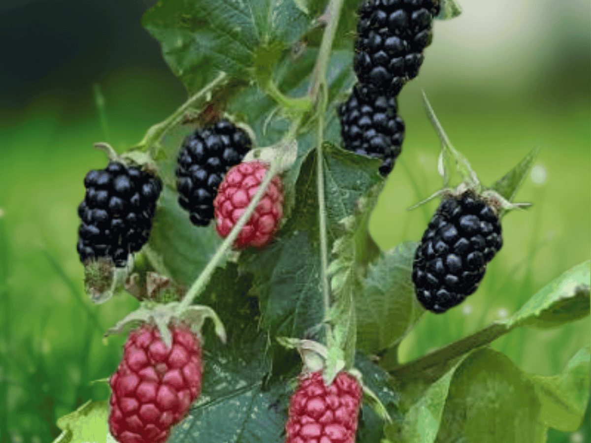 1 Live Plant Prime Ark Horizon Thorned Blackberry Rubus Starter Plug