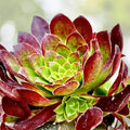 Aeonium Cuttings 3-Pack Purple Merlot Rare Cultivar Low Mounding Foliage Succulent Plant Aeonium