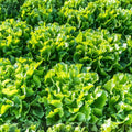 Lettuce Seeds 100 Heirloom Non-GMO Endive Broadleaf Batavian Organic Salad Greens Vegetable Gardening