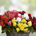 Begonia Flower Bulb Mix - Colorful Varieties - 10 Bulbs - Begonia spp. - Garden Flower Bulbs for Planting