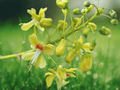5 Seeds Fever Nut Caesalpinia crista Yellow Flowering Vine Tropical Ornamental