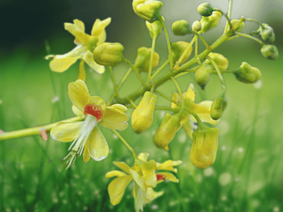 5 Seeds Fever Nut Caesalpinia crista Yellow Flowering Vine Tropical Ornamental