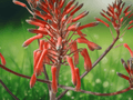5 Seeds Aloe saponaria Soap Aloe Succulent