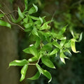Globe Willow Tree Cutting 1 - Shade & Privacy Tree - Salix matsudana 'Tortuosa' - Ornamental Willow Branch