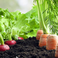 Heirloom Squash Seeds Mix - Non-GMO Vegetable Seeds Collection - 5 Varieties for Home Gardening
