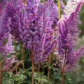 Astilbe Purple Lance Bare Root Plant - Easy Grow Summer Flower for Shade Garden - Perennial (Astilbe spp.)