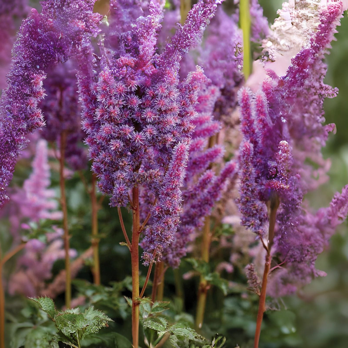 Astilbe Purple Lance Bare Root Plant - Easy Grow Summer Flower for Shade Garden - Perennial (Astilbe spp.)