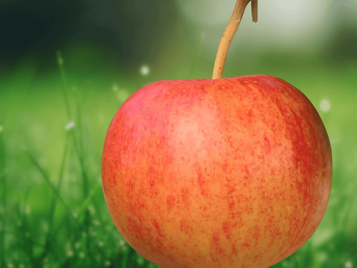 5 Seeds Apple Tree Mixed Varieties Malus domestica