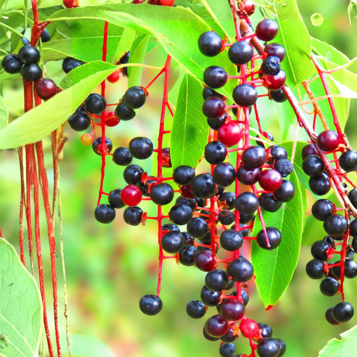Black Cherry Seeds 15 Pack | Sweet Edible Fruit | Prunus serotina | Native to USA | Rum Cherry | Hardy in Zones 3-9