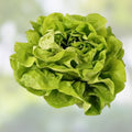Organic Lettuce Seeds for Planting, Muir MTO Variety, 50 Non-GMO Heirloom Seeds