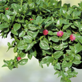 Aptenia Cordifolia 'Red Apple' Succulent Cuttings 4-7" | Baby Sun Rose | Organic Red/Pink Flower Cuttings | 10 Pack