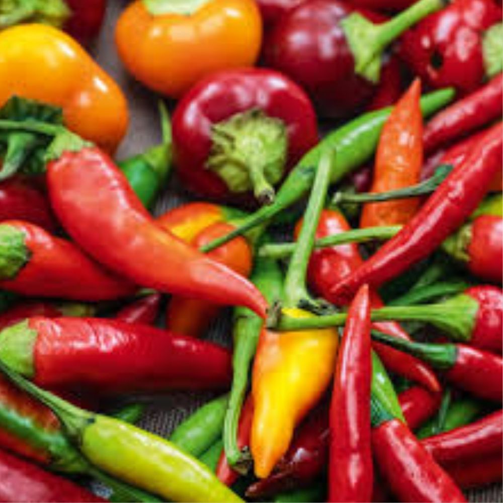 Hot Red Chilli Pepper Seeds 100 Organic Capsicum annuum USA Grown Spicy Garden Vegetable Seeds