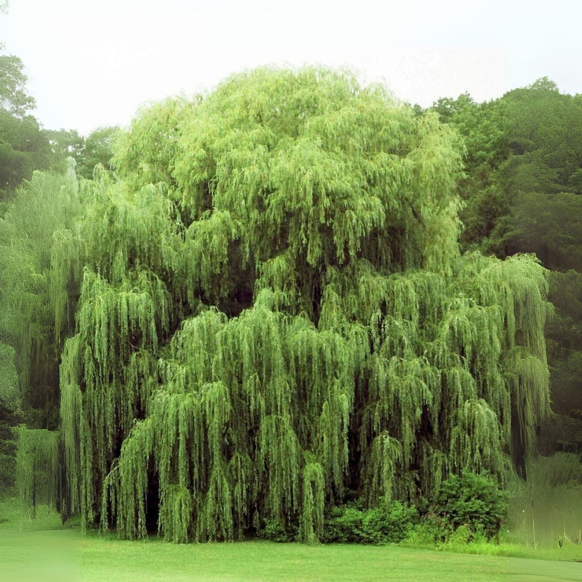 Weeping Willow Tree Cuttings - Fast Growing, Arching Branches - Salix babylonica