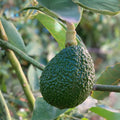 Hass Avocado Seeds 5-Pack - Easy Grow Persea americana - Rare Avocado Planting Seeds for Home Garden