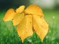1 Patriot Elm Tree Bareroot 12 Inch Tall Ulmus Hybrid Live Plant