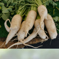 Heirloom Parsnip Seeds 25+ Organic Non-GMO Harris Model Pastinaca sativa for Planting