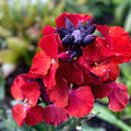 Bare Root Perilla Plant 3-Pack - Red/Purple Shiso (Perilla frutescens) - Edible Herb for Cooking and Garnishing