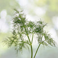 Bouquet Dill Seeds 200+ Count Fresh Garden Herb Anethum graveolens USA Organic