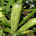 Caserta Squash Seeds for Planting - 10 Heirloom Cucurbita pepo Seeds, Gourmet Winter Squash, Organic Vegetable Seeds