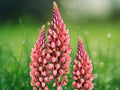 25 Seeds Pink Peach Lupine Perennial Flower Spikes Hardy Cottage Garden