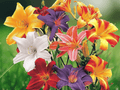 5 Seeds Hemerocallis Hybrid Mix Hardy Daylily Perennial Flower