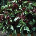 Siam Queen Basil Seeds - 50+ Seeds - High-Yielding Annual Herb - Ocimum basilicum - Perfect for Spring Planting