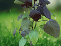 5 Seeds Catalpa x erubescens Purpurea Purple Leaf Catalpa Tree