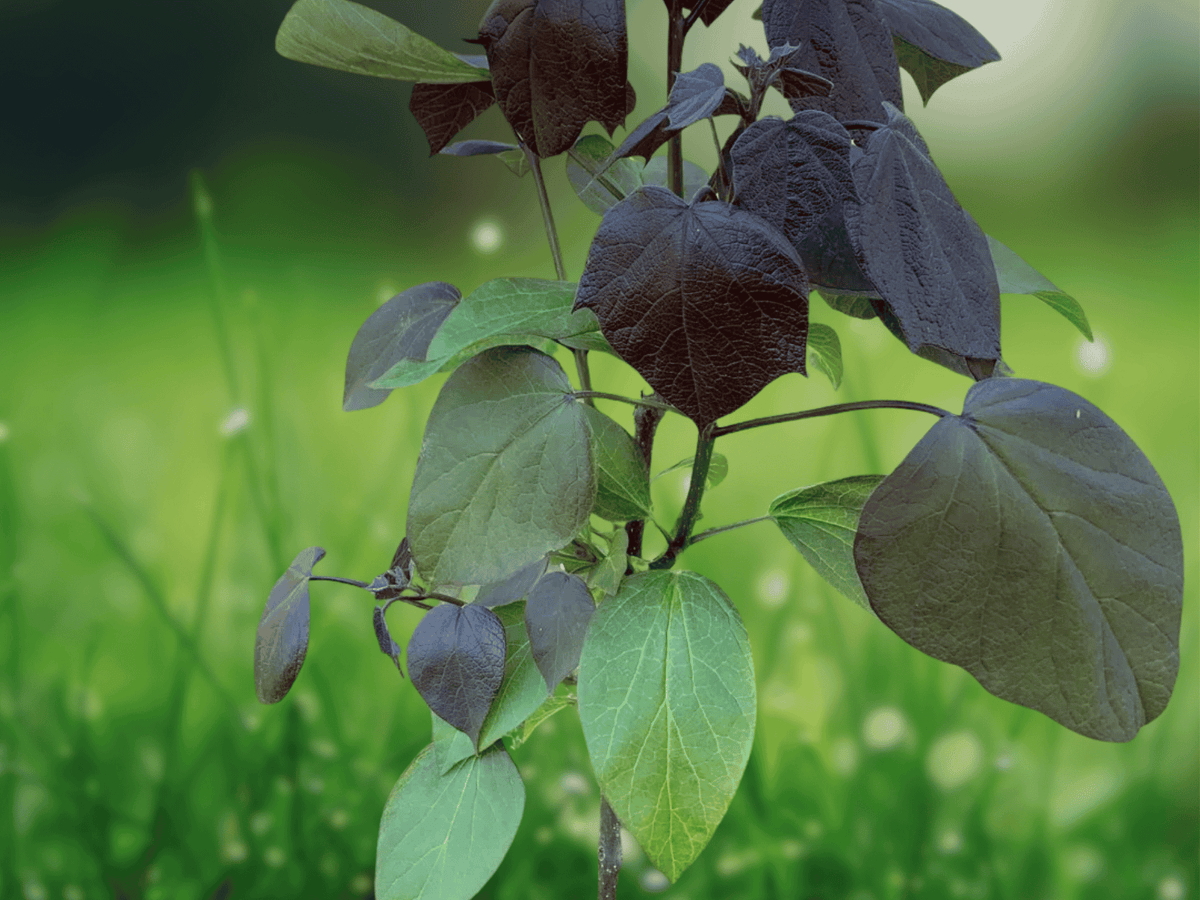 5 Seeds Catalpa x erubescens Purpurea Purple Leaf Catalpa Tree