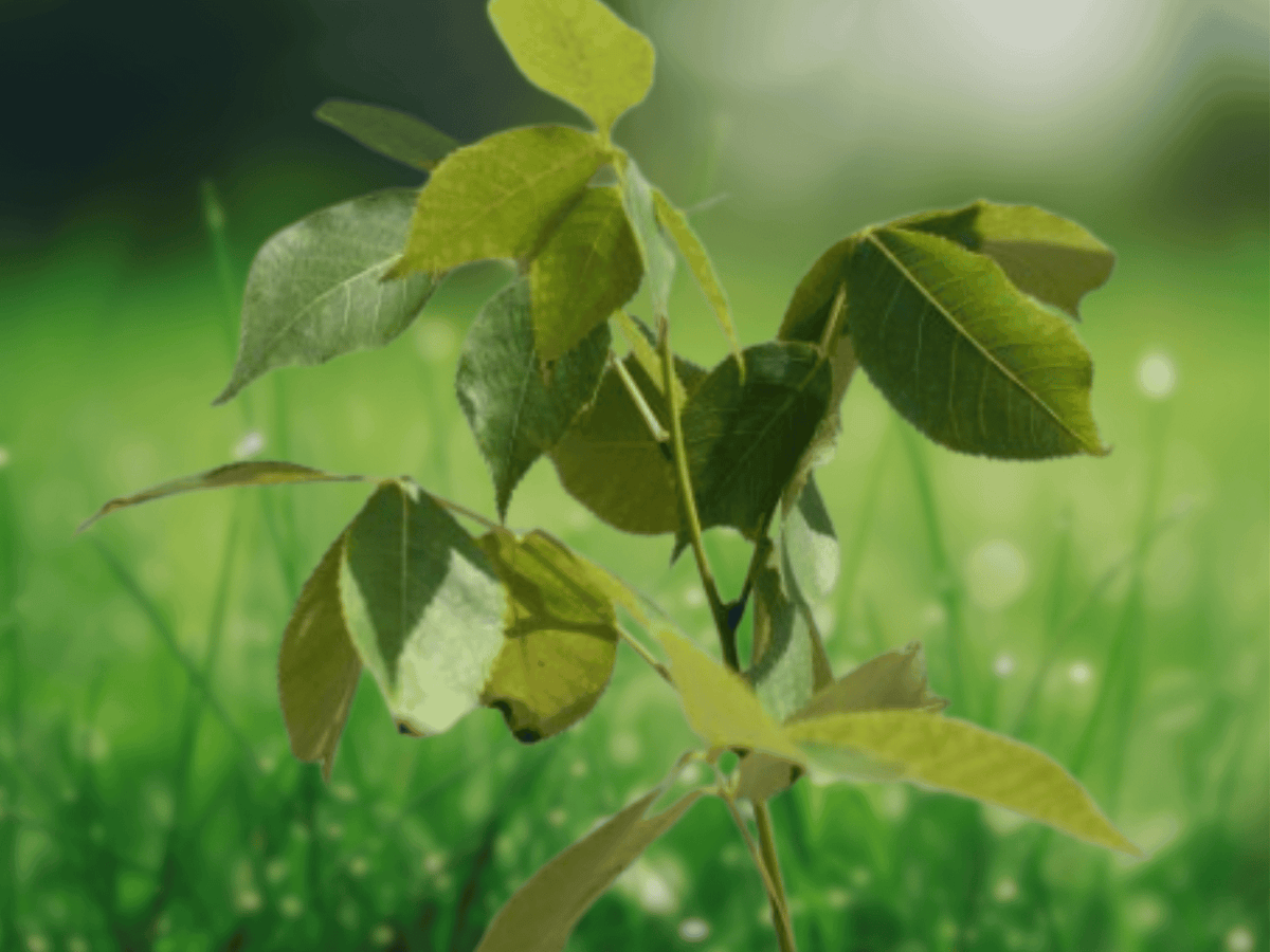 3 Bare Root Pignut Hickory Trees Carya glabra 12 Inch Native Shade Tree