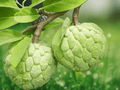 5 Seeds Annona reticulata Custard Apple Tropical Fruit Tree