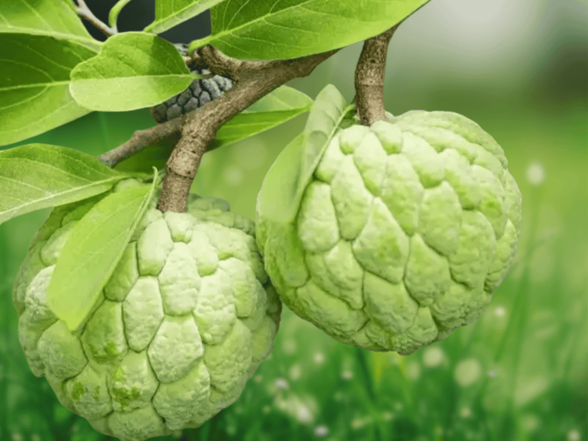 5 Seeds Annona reticulata Custard Apple Tropical Fruit Tree