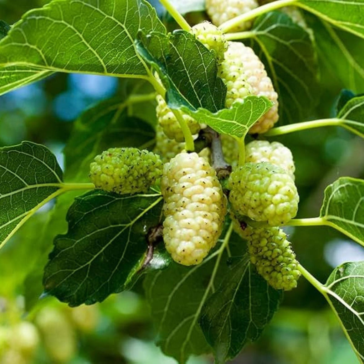 50+ White Mulberry Tree Seeds – Morus Alba – Non-GMO Organic Seeds for Planting, Fresh and Heirloom