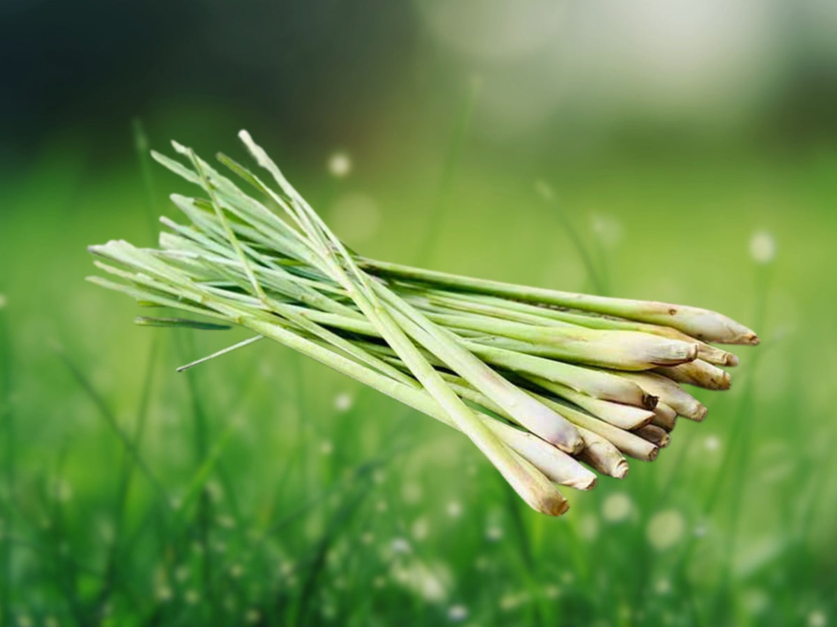 1000+ Seeds Lemongrass (Cymbopogon citratus) Culinary Herb Fragrant Tropical Grass Easy Grow Edible Leaves for Patio Kitchen Garden