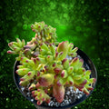 Sedum Salsa Starter Plant 4-inch Pot Drought-Tolerant Ground Cover Sedum spp. Hardy Indoor Outdoor Plant
