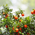 Variegated Minneola Tree 2-3 Feet - Grafted Citrus Reticulata - Potted with Soil - Tropical Fruit Plant