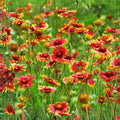 Rosso Raven Blanket Flower Seeds 200 Non-GMO Gaillardia x grandiflora Vibrant Red Garden Flowers