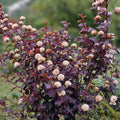 Ninebark Shrubs - 12-18in Ornamental Plants - Physocarpus opulifolius - Set of 3 Deciduous Landscape Bushes