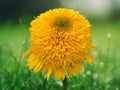 50 Seeds Echinacea Yellow Coneflower Perennial Flower Bright Golden Blooms Drought Tolerant Pollinator