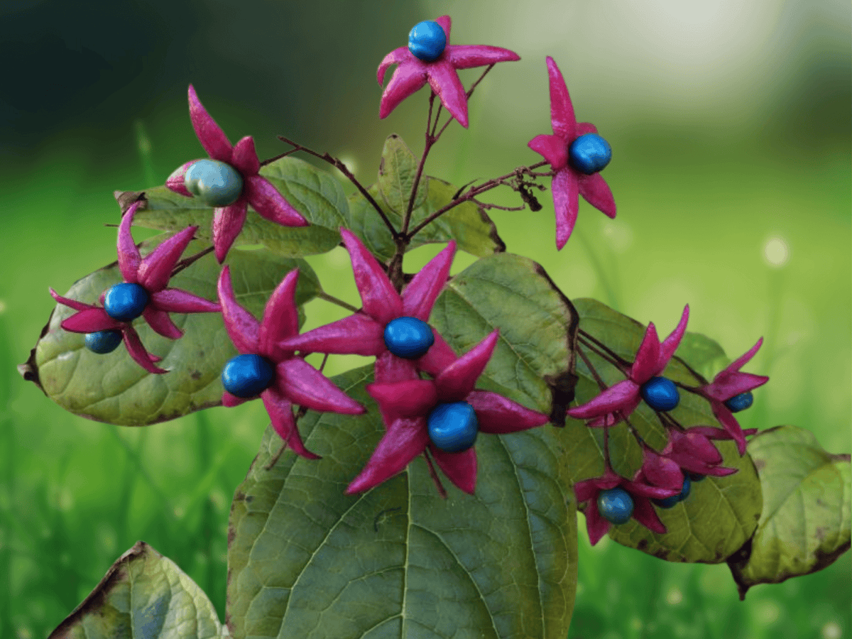 5 Seeds Clerodendrum trichotomum fargesii Carnival Variegated Glory Bower