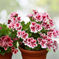 Geranium Seeds 100+ Dragonheart Fragrant Flower Non-GMO Pelargonium spp. Garden Plant Seeds