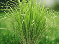 5 Seeds Cymbopogon citratus Lemon Grass Herb Ornamental Culinary