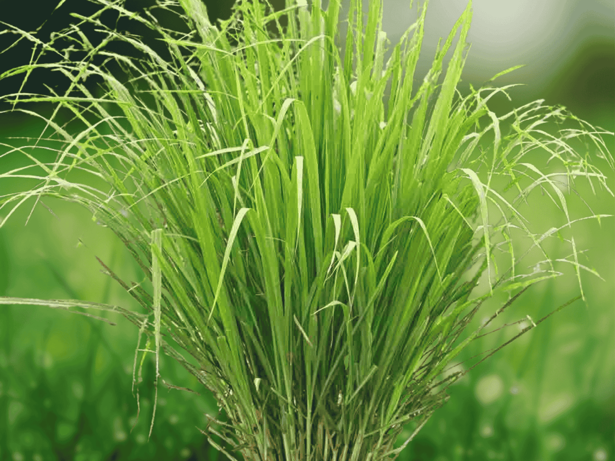 5 Seeds Cymbopogon citratus Lemon Grass Herb Ornamental Culinary