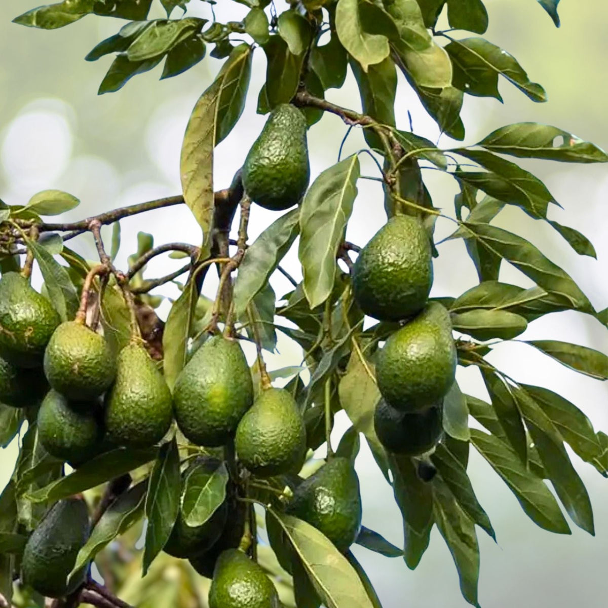 Hass Avocado Seeds 3-Pack - Easy Grow Rare Persea americana for Home Gardening