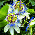Jessea Multivenia Seeds 30 Pack - Exotic Tropical Shrub for Planting, Rare Garden Seeds, Ornamental Vine, Climbing Plant, Passifloraceae