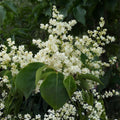 Japanese White Lilac Bonsai Seeds - 30 Seeds - Syringa reticulata - Gardening and Planting Supplies