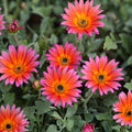 African Daisy Plant - Cream and Yellow - Perennial in Quart Pot - Osteospermum