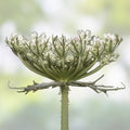 Queen Anne's Lace Seeds 250 Non-GMO Daucus carota Wildflower Seeds USA Made Ships from Iowa