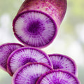 Purple Korean Radish Seeds - 100+ Rare Brassica rapa subsp. nipposinica Heirloom Garden Vegetable Seeds