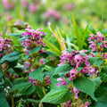 Live Purple Dead Nettle Plant - Organic Medicinal Herb - Lamium purpureum - 2+1 Free Offer