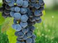 5 Seeds Cabernet Sauvignon Grape Vitis vinifera Fruit Vine Wine Grape Plant
